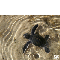 گونه لاکپشت پوزه عقابی Hawksbill Turtle